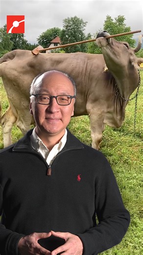 Are cows smarter than we thought? 🐄 Meet Veronika, a 13-year-old cow in Austria who taught herself to use a push broom as a tool, gripping the bristles to scratch her back and flipping it to use the handle on her belly. This behavior is known as multi-purpose tool use, meaning she intentionally uses different parts of the same tool in different ways to solve a problem. In the field of animal cognition, that kind of flexible tool use is extremely rare and has been consistently documented only in