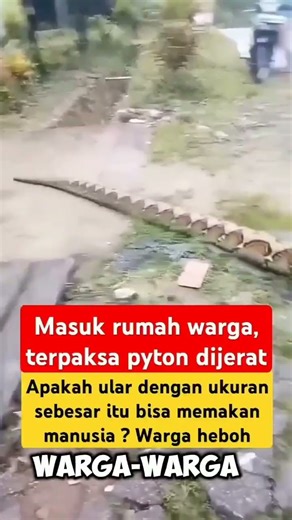 ULAR PYTON BESAR‼️#Shorts #ularpyton #shortviral