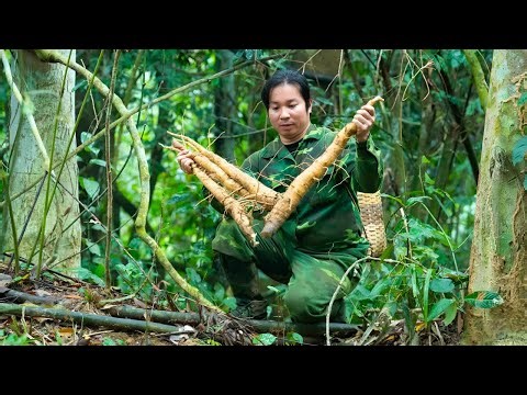 Harvesting wild ginseng - Hunting at night, fishing, and building trellises for the plants