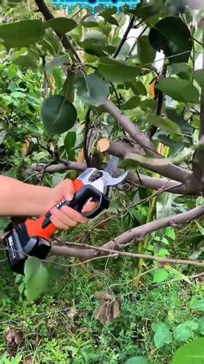 Quick & Clean Cut PruningShears #satisfying #pruning #shortvideo