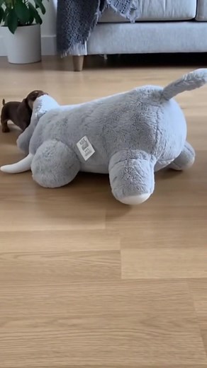 1.1M views · 35K reactions | Determined is an understatement  #fblifestyle #dachshund | Sausage Dog Central | Facebook