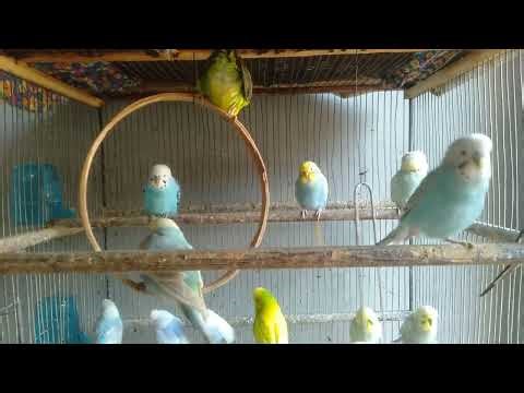 Most Colorful Budgies You’ll Ever See Los Angeles Showbirds #exoticpets #beautifulhome #premiumconte