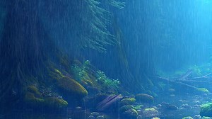 Rainforest, Rain, Forest. Free Stock Video