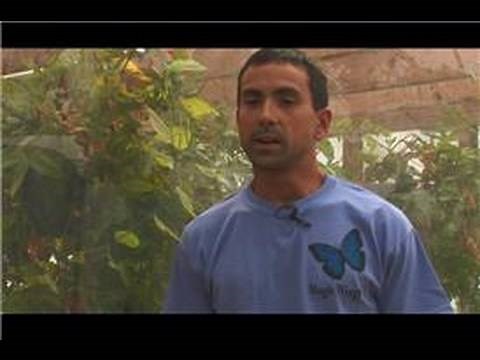 Butterflies : How to Make Butterfly Food