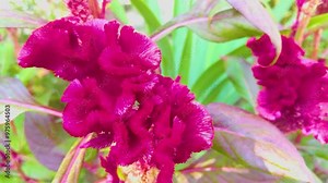 Landscaping, beautiful shrub with beautiful, decorative flowers. A blossoming flower of Celosia argentea, plumed cockscomb, silver cock's comb in form of a cherry cockerel and illuminated by the sun.