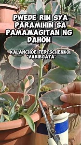 7K views · 52 reactions | Kalanchoe fedtschenkoi 'Variegata/Leaf Cuttings Propagation/Plant Propagatio Mamalyn's Garden #myplants #succulents #Calanchoe #variegated #gardening #HappyPlanting #plantcare #plantpropagation #happygardening #forbeginners #tips #guide | Mamalyn's Garden | Facebook