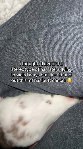 Understanding Hamster Health: The Truth About Butt Cancer
