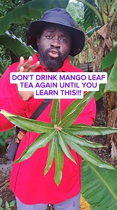 1.8M views · 21K reactions | Before You Use Mango Leaves, Know These Benefits! 省 #MangoLeaves #HerbalBenefits #NaturalHealing #PlantPower #WellnessTips #HolisticHealth #HealthyLiving #NatureCure #HerbalRemedies #HealthHacks | Eliyah Mashiach End Time Records | Facebook