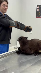 2.6K views · 27 reactions | Treatment refusers today  #animals #cat #catlover #cats #kediler #kedi #catvideos #funny #animalcat #funnycats | MY Lovely Pet | Facebook