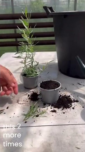 #howto take tarragon cuttings. This shows you the best way to make more tarragon #plants #short