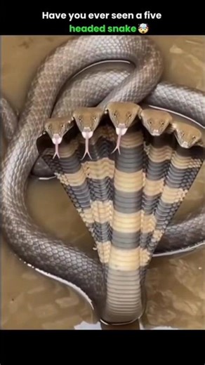 Five headed Snakes 🐍#snake#zoo #ytshorts #shorts #fypシ゚viral #fyp