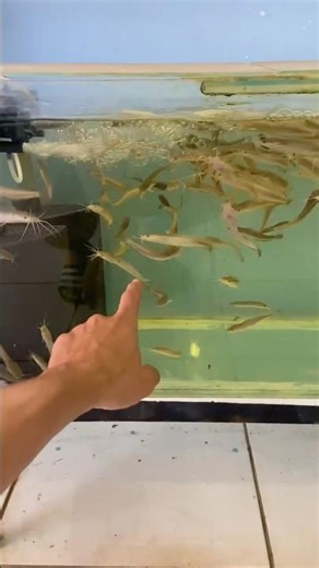 Fomos comprar mais peixes #viral #pesca #peixesamazonicos #fishing #peixes #pescaria