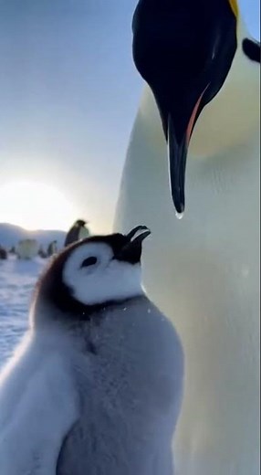Mother penguin feeds her chick in the snow ❄️ #penguin #nature #shorts