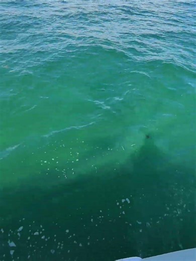 Welcome to the Florida Keys | Raw Clip