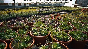 15K views · 206 reactions | Now that spring has finally arrived, it is time to add some color to your life. Hinton's is your one stop shop for Kentucky Proud plants and flowers. Come visit Hinton's today, we will take care of what you need. | Hinton's Orchard & Farm Market | Facebook