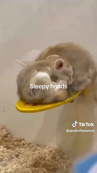 So cute #foryou #fyp #fypシ #fypシ゚viral #funny #cute #fennec #fennecfox #silly