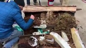 528K views · 639 reactions | Washington State Department of Agriculture scientists have opened the log with the Asian giant hornet nest inside. "It may be some time before we have final numbers," they said. | KIRO 7 News | Facebook