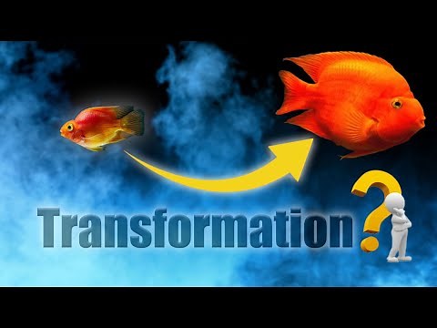 🔶Best Tips of Parrot Fish Care || parrot fish setup✅