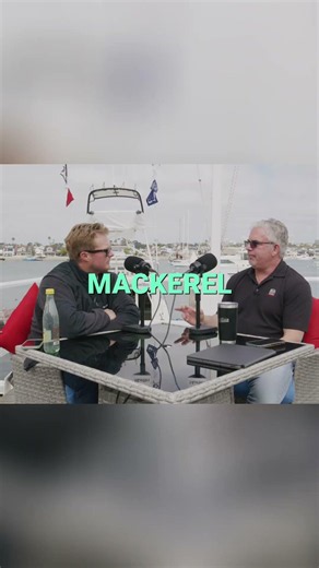 Madeira Marlin : Fat Fish Fueled by Oily Mackerel!
