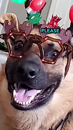 Talking Dog Christmas Voiceover Fun with Rufus