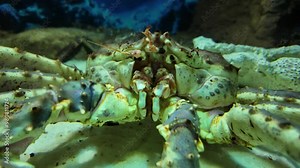 4k video footage of Alaskan King Crab or red king crab inside the aquarium.