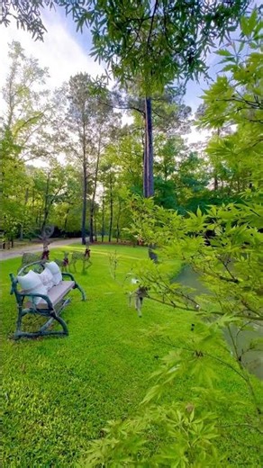 Morning maple whispers low, green leaves softly glow. #japan #china #forest