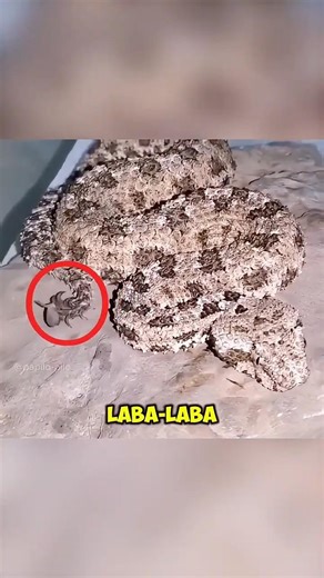 Why Does This Snake Have a Spider on Its Tail? 🐍