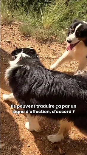 Pourquoi mon chien lèche les babines des autres chiens ? 🤔