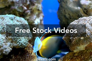 Goldfish Videos, Download The BEST Free 4k Stock Video Footage & Goldfish HD Video Clips