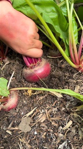 Kids Seed Co. on Instagram: "Chioggia Beets 🫜🎯 ~ Add this Italian heirloom variety to your grow-list. Here’s the story. ⬇️ ~ This gorgeous beet is an Italian heirloom variety originally from the town of Chioggia, Italy, just across the lagoon from Venice. Also known as: Bassano, Bull’s Eye, and Candystripe. Chioggia beets are milder than other beet varieties and have less of an earthy taste. They are very sweet and are packed with nutrients with beautiful concentric circles of alternating pink
