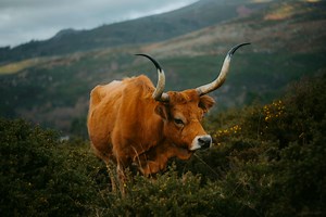 Analyzing Cowz Dividend Yield and Financial Performance