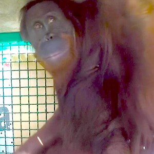 After being rehabilitated, these ten orangutans are finally being released back into the wild 🦧❤️🌴 | In The Know Conservation