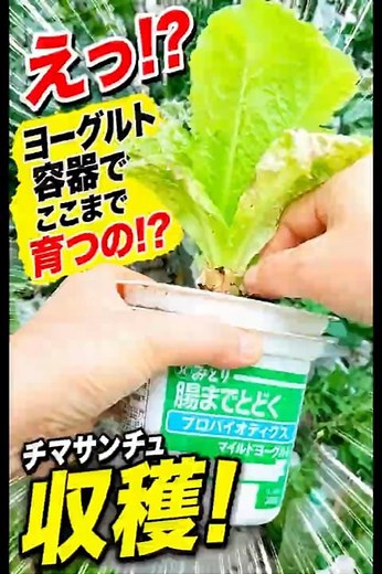 【チマサンチュ収穫】ヨーグルト容器でここまで育つ！栄養満点の葉野菜をベランダ家庭菜園で収穫｜β-カロテン・ビタミンC豊富｜Shorts