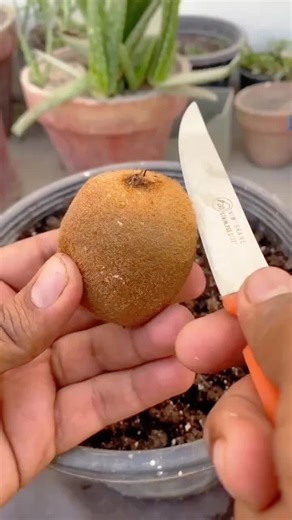 How to Grow Kiwi at Home from Seeds: Beginners Guide