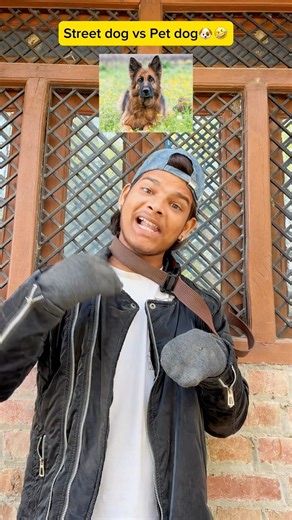 Street dog vs Pet dog🤣‼️#entertainment #doglife #shorts #youtubeshorts #trending #ytshorts #comedy