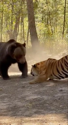 Bear vs Tiger: Deadly Wildlife Fight Caught on Camera!