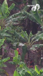 2K views · 90 reactions |  #UncontactedTribesWeek starts tomorrow....