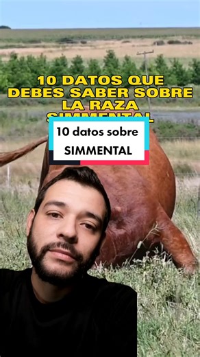 Pros and Cons of Simmental Bulls: Understanding the Simmental Cattle Breed