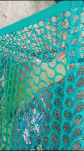 #talkingparot ye mithu 🥰 cute video parrot beak sound indian ringing parrot 🦜🐦🐦