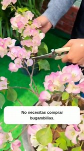 Método fácil para reproducir bugambilia . . . . . . . . . . . ¿Quieres tener más bugambilias sin gastar un peso? Hoy te enseño cómo propagarla de manera fácil y efectiva, incluso si eres principiante. La bugambilia es una planta generosa: con un simple esqueje puedes crear una nueva planta llena de color. ¡no necesitas enraizante! #jardíneria #gardening #jardinagem #garden | Jardineria Online