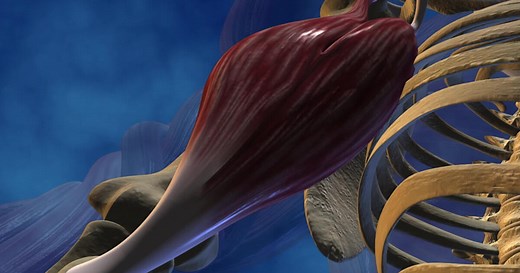 Le muscle, moteur du mouvement | Lumni Enseignement