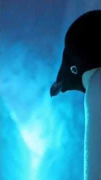 Adelie Penguins: Tiny Life, Mighty Journey in Antarctica 🐧❄️