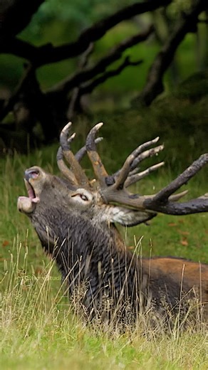 Red deer stag roaring Wincent SBpJg #nature #wildlife #stag | HAWI Studios