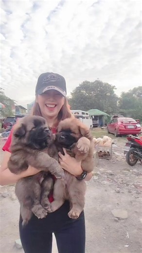 Tibetan Mastiff: Alindog ng Aming Taga-Bahay!
