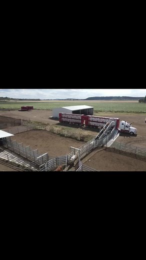 Loading cattle and feeding cattle. #feedlotlife#feedlot#trucking#westernstartrucks#cattlecartersaustralia#fyp