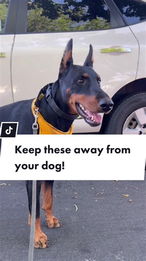 Dangers of Foxtails for Dogs: What Happens When Dogs Eat Them?