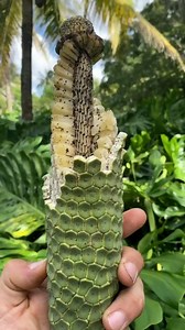2.5M views · 10K reactions | Monstera Deliciosa – The Fruit That Tastes Like Every Fruit in One! #shorts #plants #farming #fruits #nature #india #reels #instagram | The Facts Hub | Facebook
