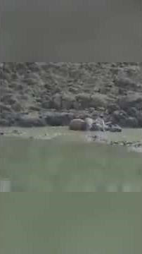 SHOCKING! Giant reticulated python catches an antelope right on the riverbank 😱🐍