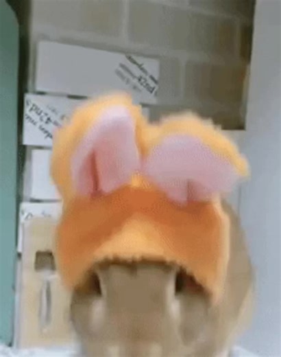 bnuies with hats :3 #bunnies #hat #cutecore #bunniesoftiktok #targetaudience