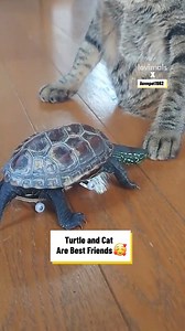 87K views · 1.5K reactions | This is the fastest turtle you've ever seen  | Lovimals | Facebook